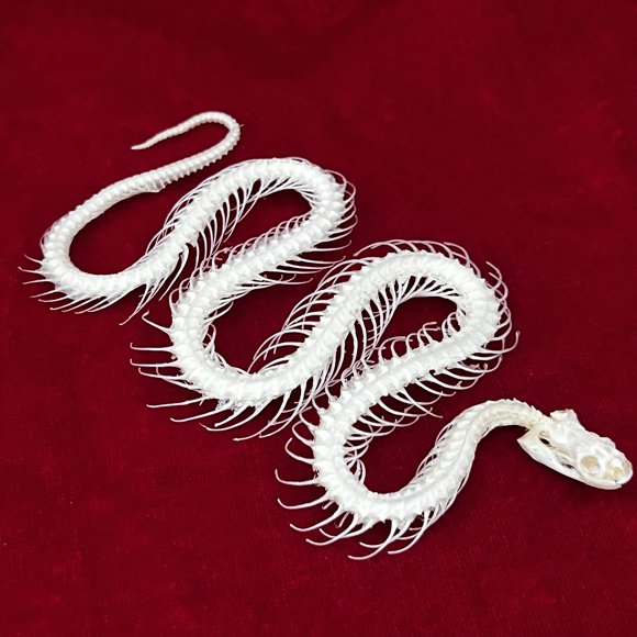 Taxidermia con calavera de animal real, esqueleto de serpiente, CLLOEAT