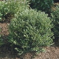 thumbnail image 3 of RedCrocus Hoogendorn Japanese Holly Ilex crenata Evergreen Shrub, Dense Rounded, Low Maintenance, Container & Garden Appeal, Full Sun/Part Shade, Toxic to Pets 3 Gallon, 3 of 18