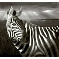 thumbnail image 2 of Williams, Joanne 16x15 Black Ornate Wood Framed with Double Matting Museum Art Print Titled - Kenya Black and white of zebra and plain, 2 of 4