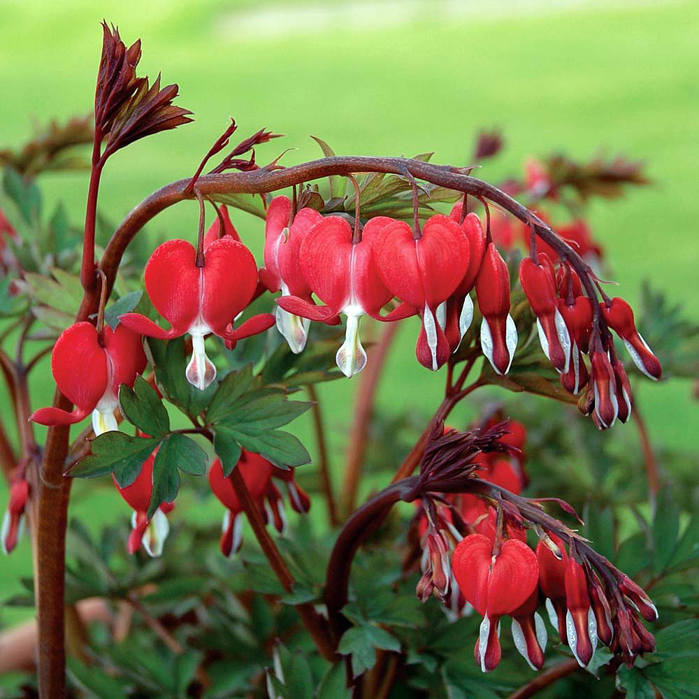 Valentine Dicentra spectabilis Bleeding Heart Perennial Gallon Pot
