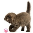 thumbnail image 4 of Cat Ball Toy Creative Interactive Bell Ball in Cage Cat Play Ball Cat Sound Toy, 4 of 10