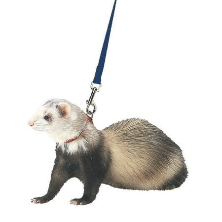 - Marshall Ferret Harness and Lead Royal Blue Ship from US..., By Marshall Pet Products