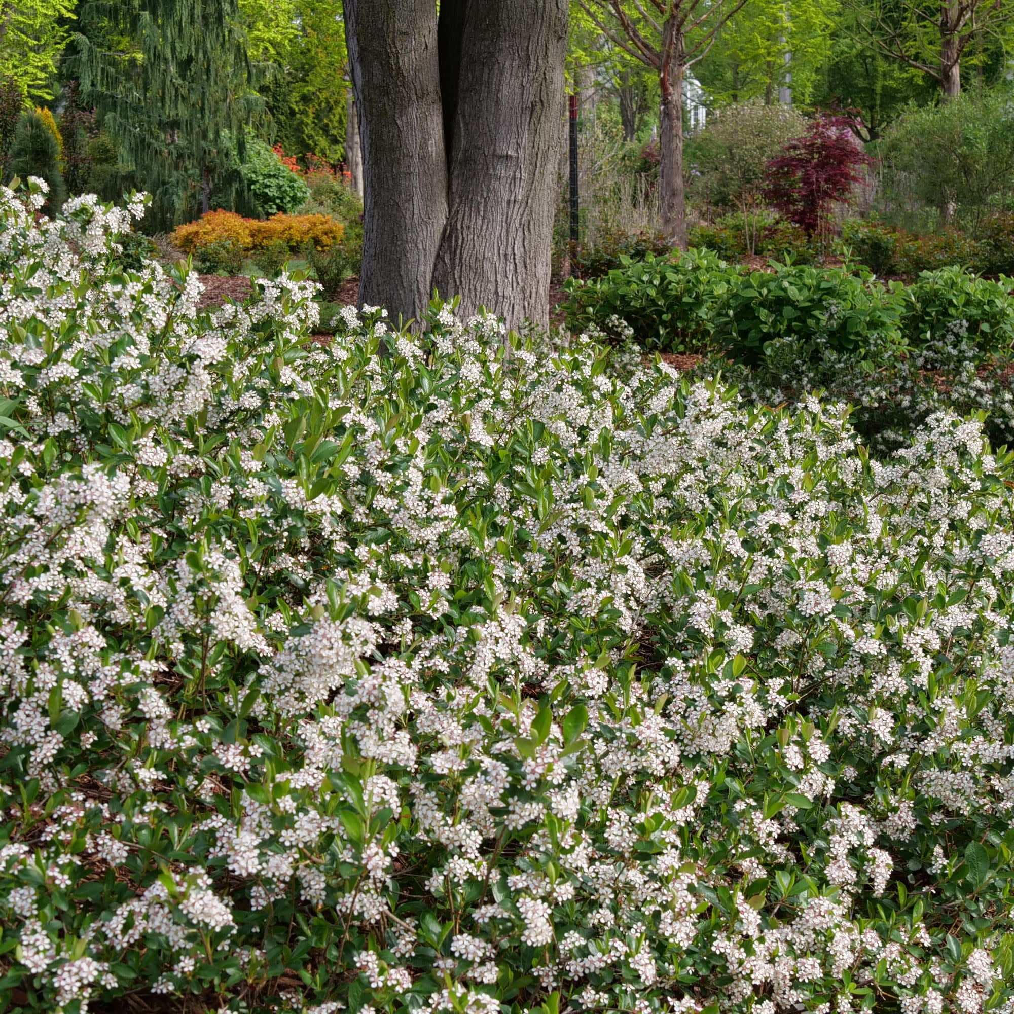 Proven Winners ColorChoice 5" White Ground Hug Aronia Live Plant in 4.5" Pot (4 Count)