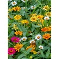 thumbnail image 3 of Burpee Pinwheel Mix Zinnia Seed Packet,  Annual Flower, Full Sun, 3 of 5