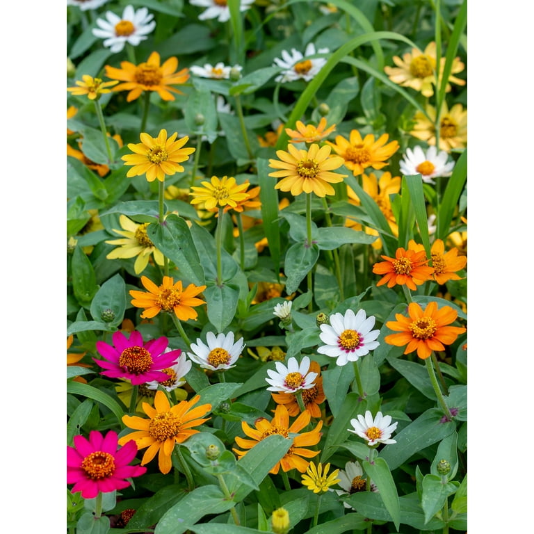 Burpee Pinwheel Mix Zinnia Seed Packet, Annual Flower, Full Sun Burpee Pinwheel Mix Zinnia Seed Packet, Annual Flower, Full Sun