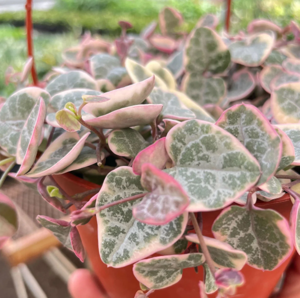 Variegated String of Hearts Plant Live for Planting, Trailing Hanging Succulent Plant for Indoor Outdoor in 4 Inch Pot
