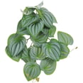 thumbnail image 1 of Miangastore Hanging Leaf Ornament Artificial Plant Pendant 1 Set Reptile Tank Hideout Lizard Terrarium Decor, 1 of 6
