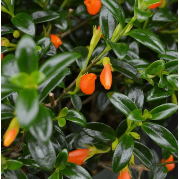 Goldfish Plant Live for Planting - Columnea Nematanthus Plant - Clog Plant for Indoor Outdoor in 4 Inch Pot