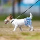 thumbnail image 3 of Pañales lavables para perros (S), 3 pañales para perras, tiras reutilizables para perros y gatos, diseño de braguita superabsorbente para perras en celo e incontinencia., 3 of 5