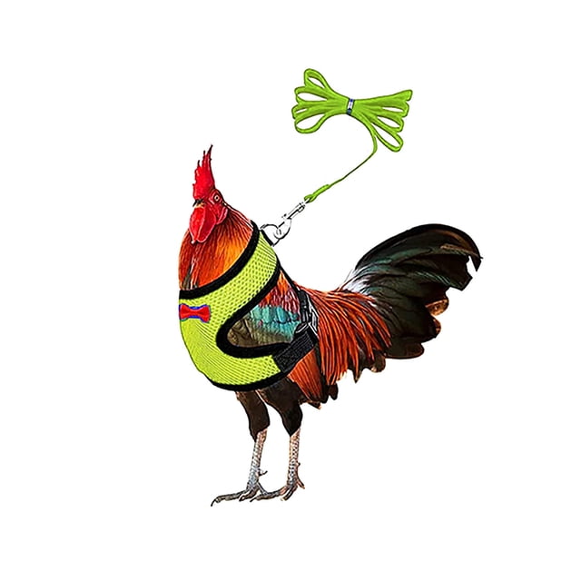 Fiudx Correa para Pollos, Diseño Cómodo y Ajustable, Malla Transpirable, Nailon Resistente de 1,1 M, Fácil de Pasear y Entrenar, Ideal para Exteriores, 16 X 10 X 3 Cm.