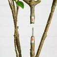 thumbnail image 5 of Nearly Natural 6ft. Artificial Minimalist Japanese Pieris Tree, 5 of 8