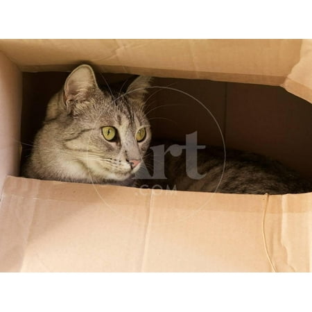 Cat Hiding in Paper Box, Curious Kitten in the Box. A Cat Plays Hide and Seek in a Cardboard Box. A Print Wall Art By Renata