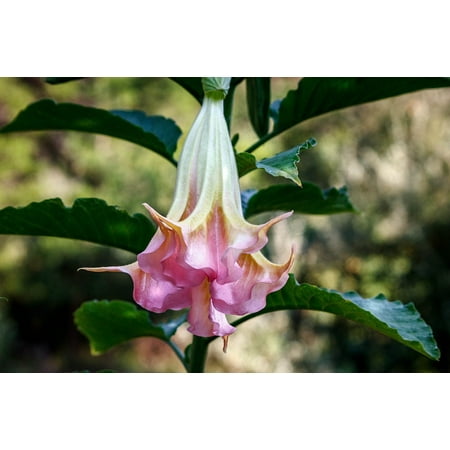 - LAMINATED POSTER Flowering Shrub Brugmansia Angels Trumpet Poster Print 24 x 36