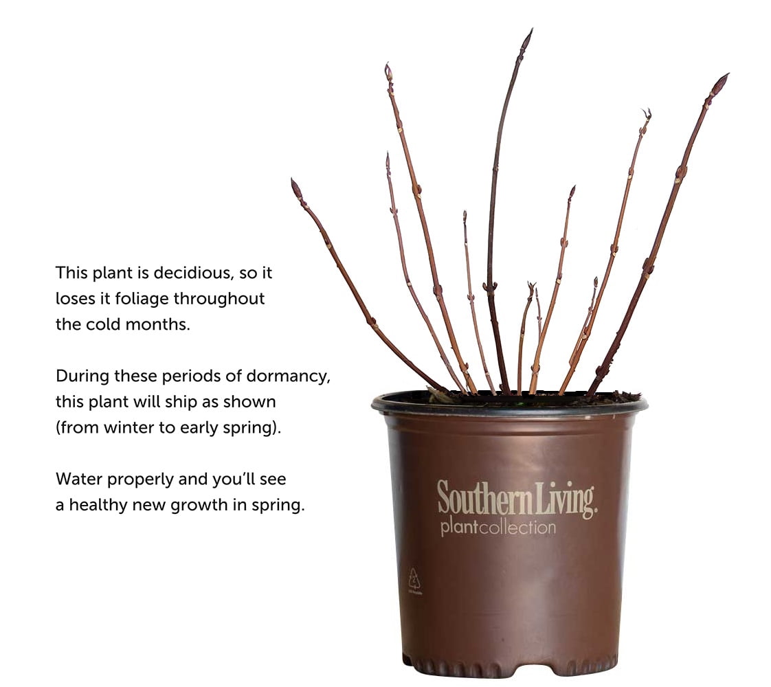 Southern Living Dear Dolores Hydrangea Live Shrub in 2-Gallon Grower Pot