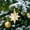 Gold B, variant on YIMWNYI Five Pointed Star Ornaments Christmas Tree Pendant, Shiny Acrylic Fake Gemstones, Holiday Decoration, Xmas Tree Decor, Festive Home Ornament