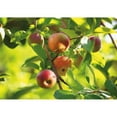 thumbnail image 2 of Detail Of  Tree; Niagara Ontario Canada Poster Print, 2 of 2