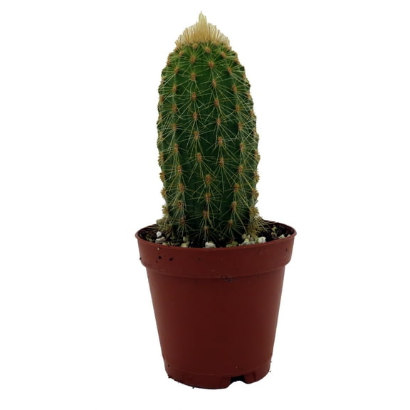 Golden Torch Cactus-Vatricania Guentheri- 2" Pot