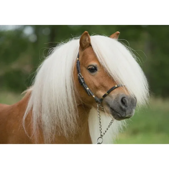 Kna Prints - 1 Pcs Poster Shetland Pony Stallion Poster Art Print - Horse Gift #15673, UNFRAMED-8x12