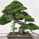 thumbnail image 4 of ADDHAT 3Ud Planta Artificial Pino Verde Con Forma Para Y Clubes, 4 of 6
