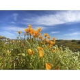 thumbnail image 2 of Popcorn 18x15 White Modern Wood Framed Museum Art Print Titled - Wildflowers XXVII, 2 of 4