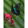 thumbnail image 3 of Fitzharris, Tim 15x18 Black Modern Framed Museum Art Print Titled - Papilio pranthus butterfly-Indonesia, 3 of 5