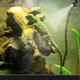 thumbnail image 3 of Boquilla de niebla para reptiles con cabeza ajustable de 360 grados Sistema de rociado de enfriamiento omnidireccional Boquilla de niebla de selva tropical para tanque Terrario Acuario esquí esquí Gafas de esquí, 3 of 5