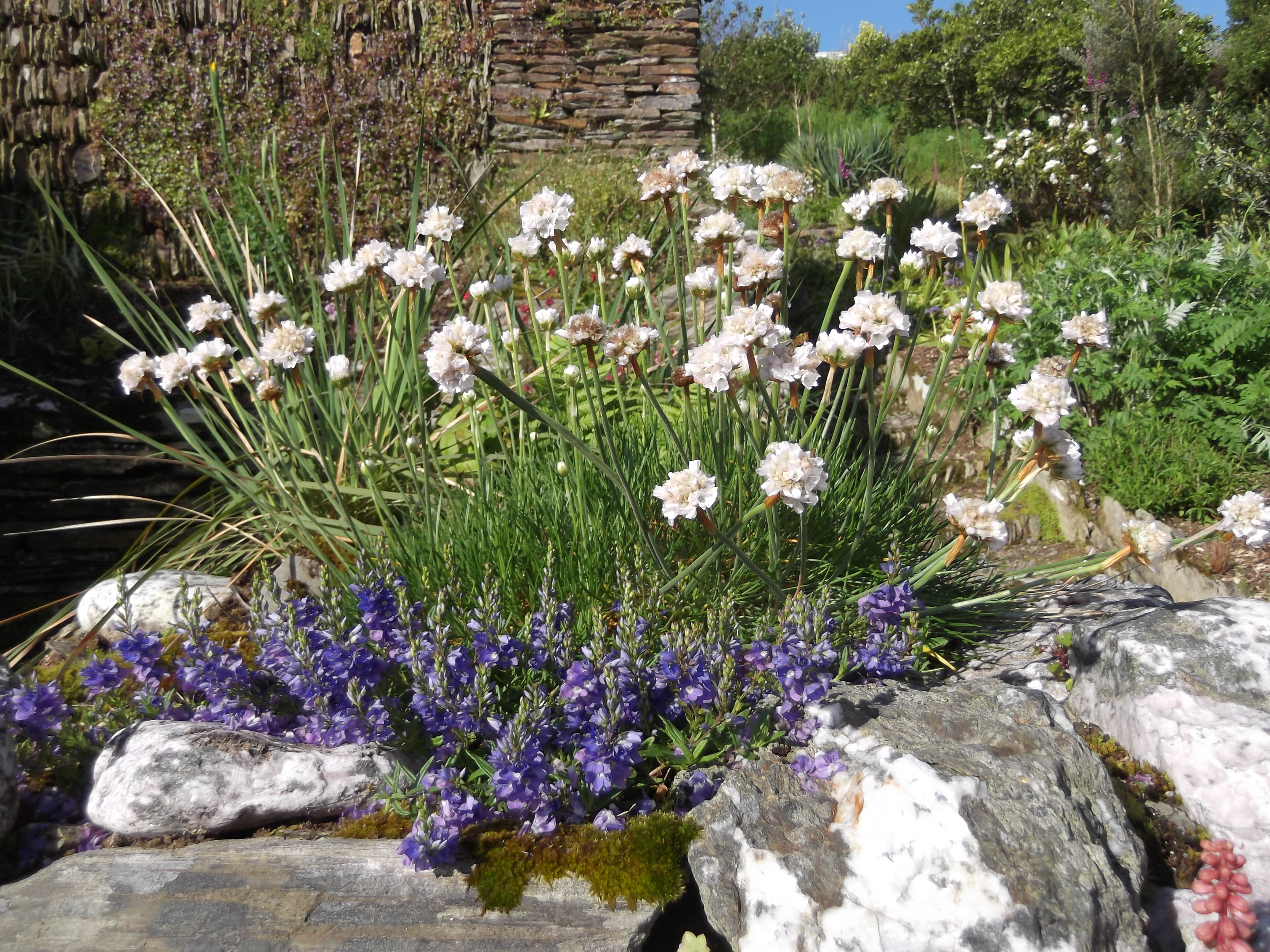 White Sea Thrift Perennial Armeria Quart Pot