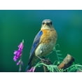 thumbnail image 2 of Fitzharris, Tim 14x12 Gold Ornate Wood Framed with Double Matting Museum Art Print Titled - Eastern Bluebird Female II, 2 of 4