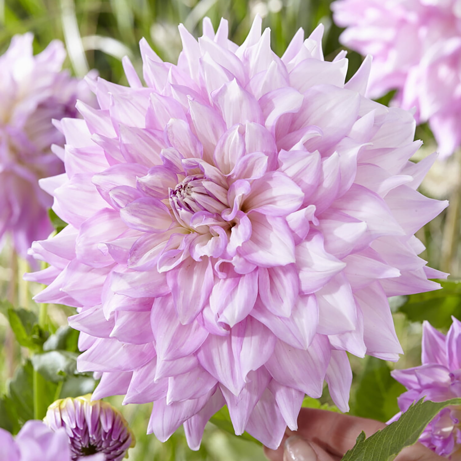 Van Zyverden Dahlias Almand's Joy Set of 5 Bulbs Purple Full Sun Annual Easy to Grow