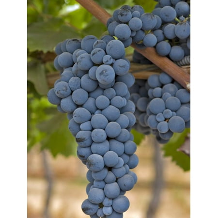 Close Up of Cabernet Sauvignon Grapes, Haras De Pirque Winery, Pirque, Maipo Valley, Chile Print Wall Art By Janis