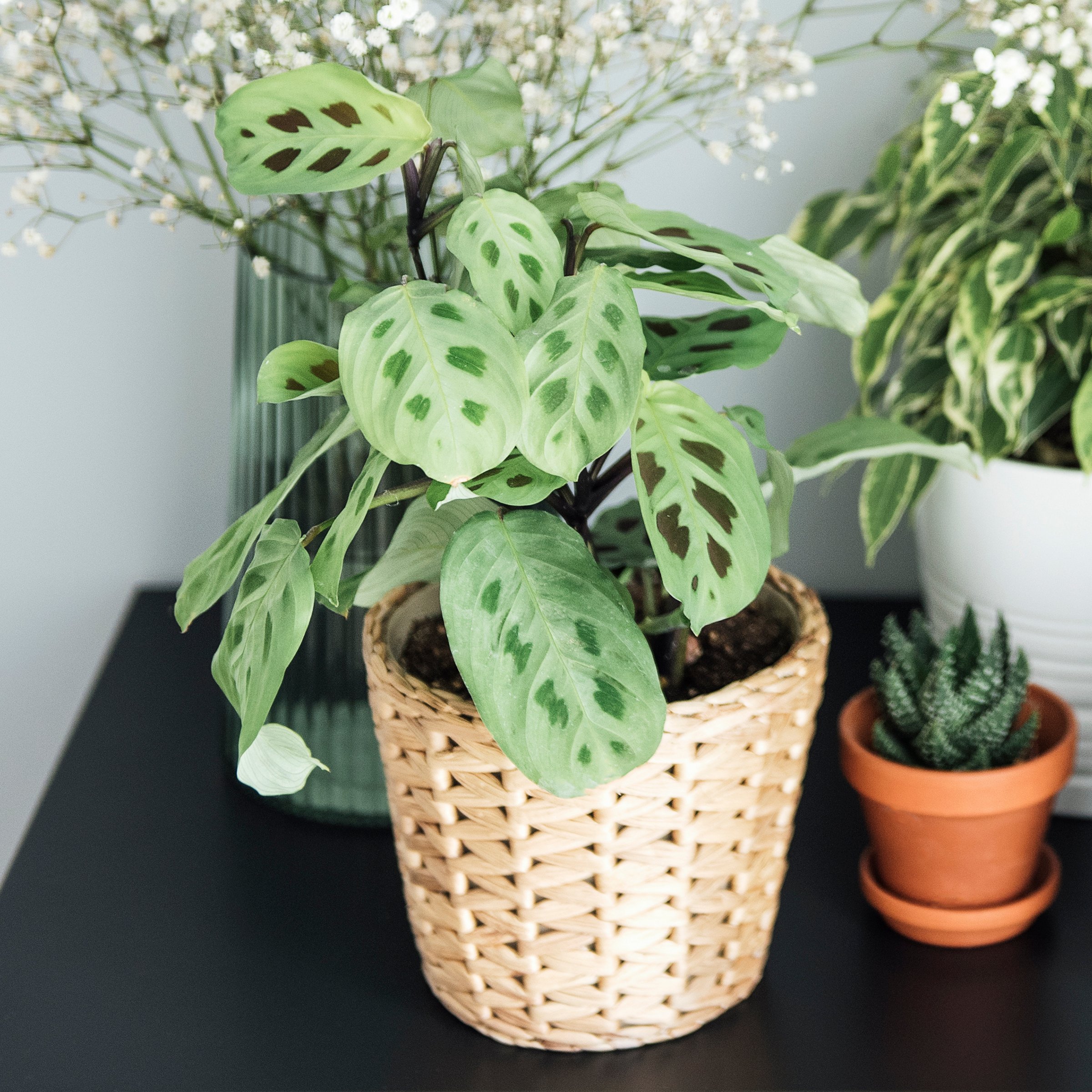 4 in. Maranta Green Plant in Grower Container (3-Pack)