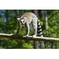 thumbnail image 2 of Highsmith, Carol 32x23 White Modern Wood Framed Museum Art Print Titled - Lemur, 2 of 4