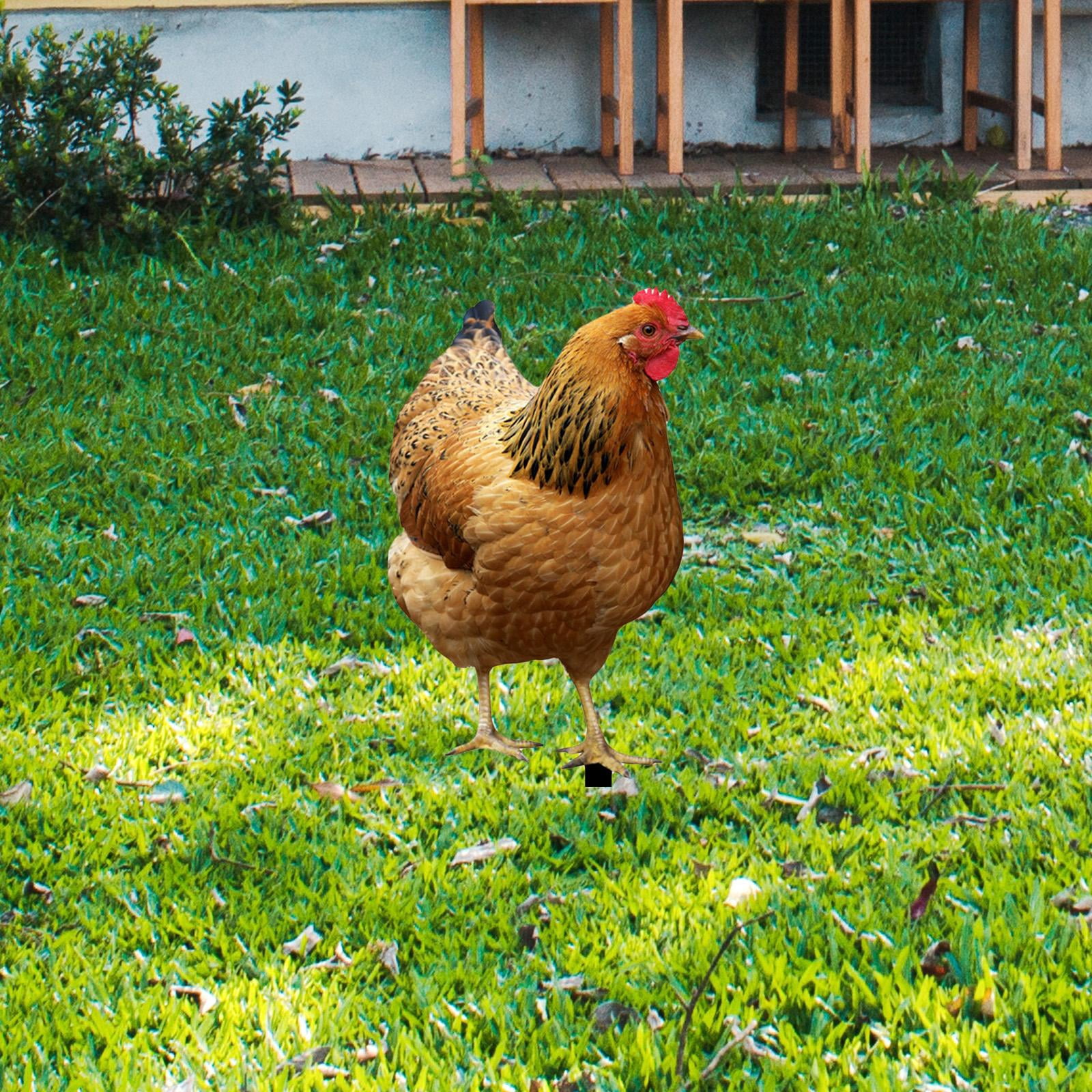 YWMJZEU Chicken Statue, Garden Stake, Animal Sculpture, Decorative Metal Chicken Figure, 31.5x17.4x0.1cm
