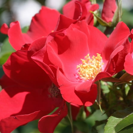 Robusta Rugosa Rose by Heirloom Roses - Live Red Rose Bush