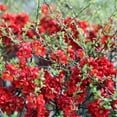 thumbnail image 2 of 1 gal Flowering Quince Scarff's Red Chaenomeles Live Shrub, 2 of 5