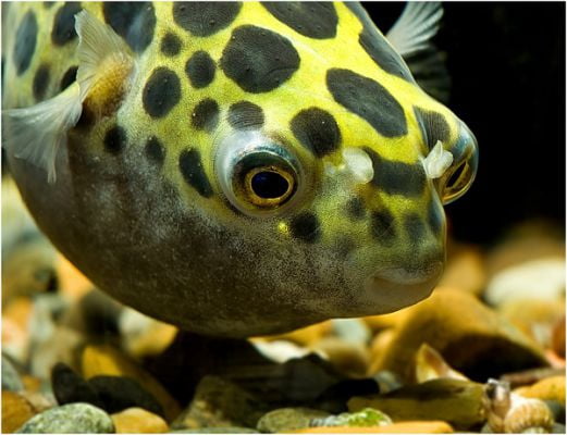 freshwater spotted puffer fish