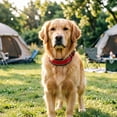 thumbnail image 5 of MKHSQHDG Clearance Adjustable Collar for Small Medium Large Dogs Soft Nylon Padded Collar with Quick Release Buckle Reflective Strip for Night Walks Comfortable Breathable Design for Puppy and Cat, 5 of 5