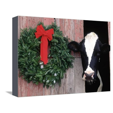 Christmas Print Holstein Cow in Barn with Christmas Wreath, WI Stretched Canvas Print Wall Art By Lynn M. Stone ()