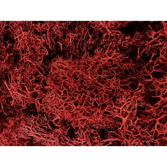 Bergamo Art 200g Preserved Reindeer Moss in Red