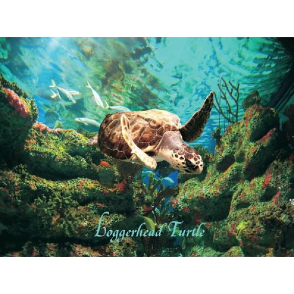 Loggerhead Turtle Puzzle