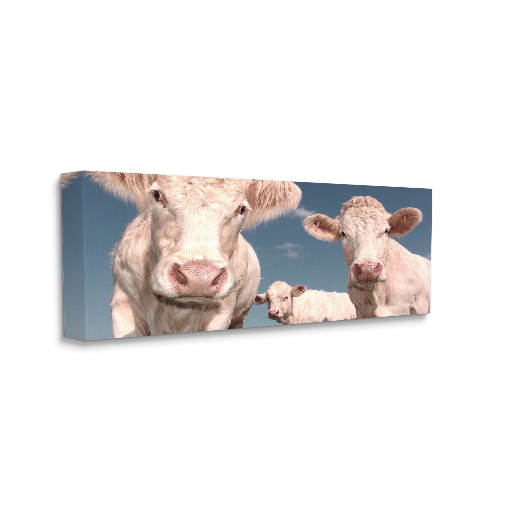 Stupell Industries Three White Cows Animals & Insects Photography Gallery Wrapped Canvas Art Print Wall Art, 24 x 10