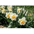 thumbnail image 4 of Flower Drift Double Daffodil Bulbs for Planting Colorful Daffodil Blooms 10 Bulbs, 4 of 5