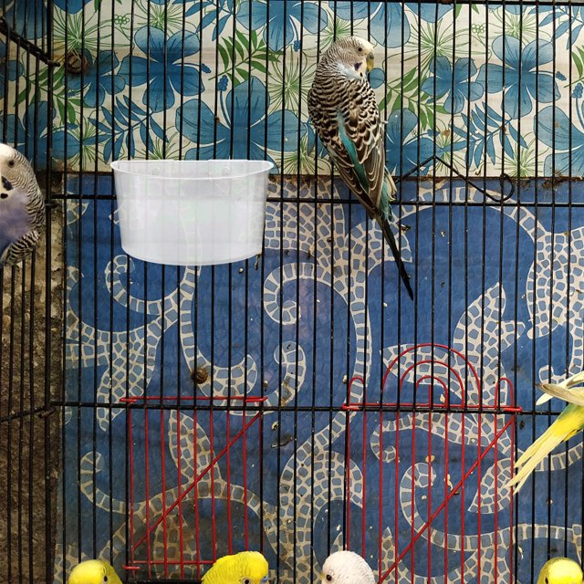COMPUKAS 12Set Wild Bird Feeder Clear Plastic Hanging Bowl for Cages and Outdoors