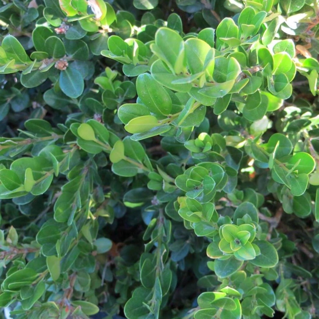 Expert Gardener 2.5QT Boxwood Winter Gem Evergreen Live Shrubs Full Sun Green