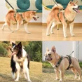 thumbnail image 2 of Pechera Arnés De Seguridad Para Perro Mediano Con Correa, 2 of 8