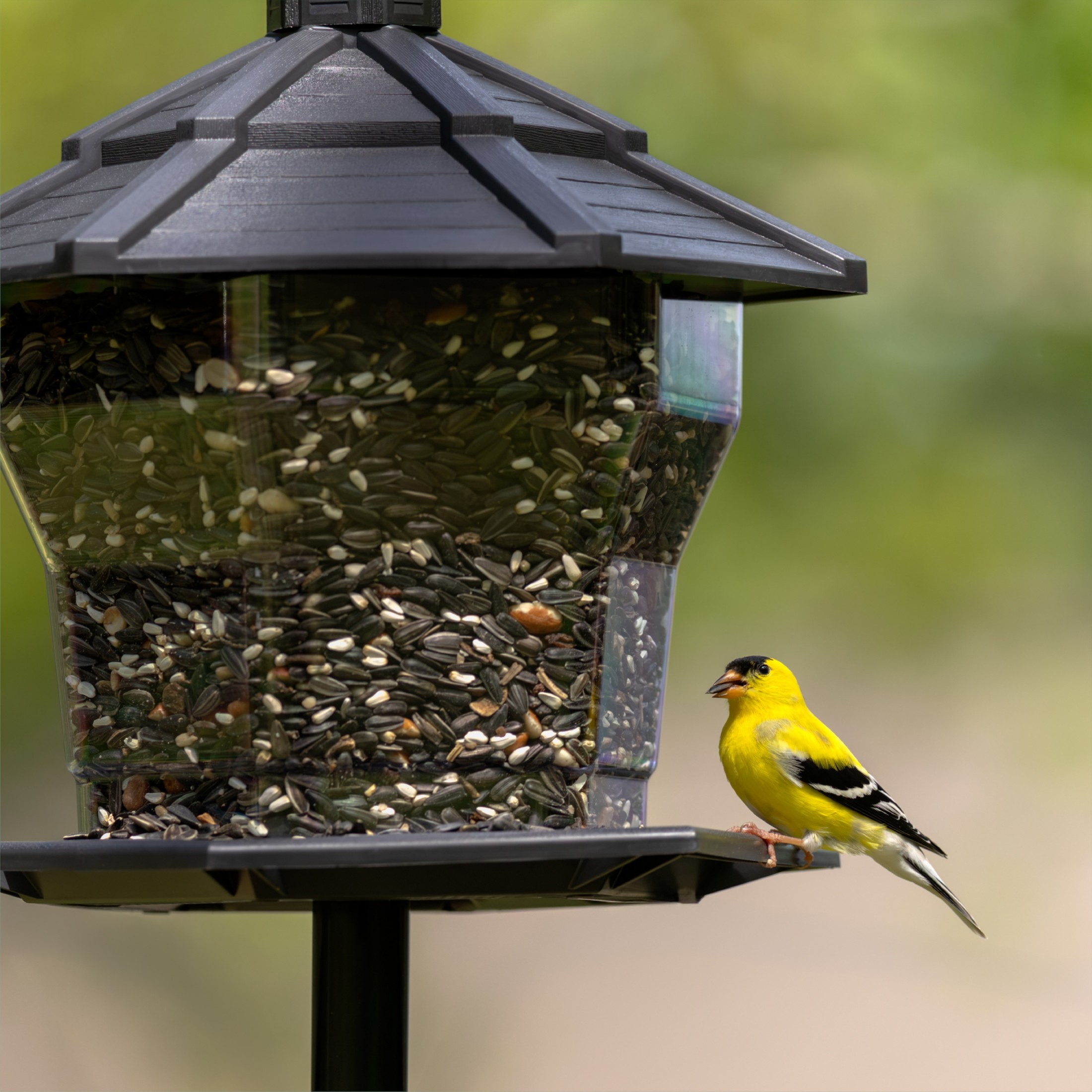 Pennington Earth Smart Bird Hopper Feeder, 6 Lb Capacity photo 3