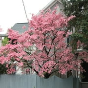 Cherokee Chief Dogwood Tree – 1 Gallon