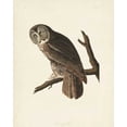 thumbnail image 2 of Audubon, John James 12x14 Black Ornate Wood Framed with Double Matting Museum Art Print Titled - Pl 351 Great Cinereous Owl, 2 of 4