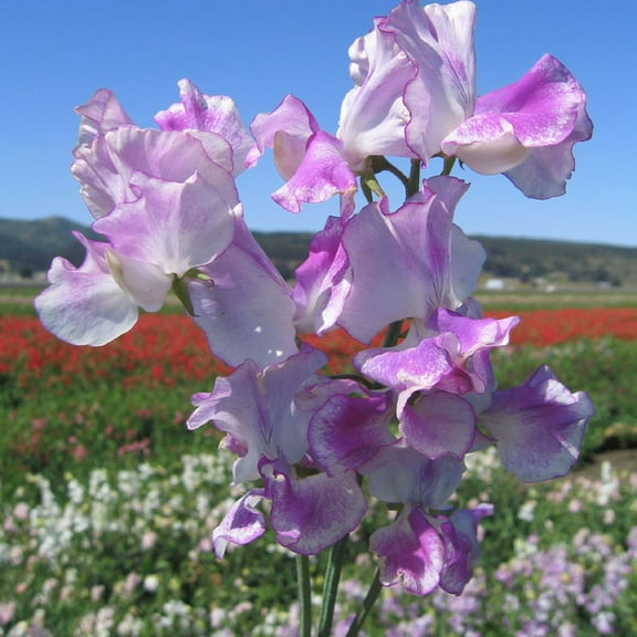 Lathyrus Odoratus Bicolor Lilac Ripple Annual Sweet Peas Seeds - 200 Seeds