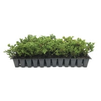 Prince of Wales Juniper - 30 Live Plants - Drought Tolerant Cold Hardy Evergreen Ground Cover